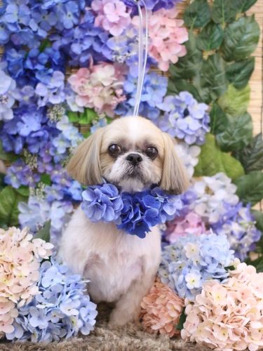 20250608チョビくん